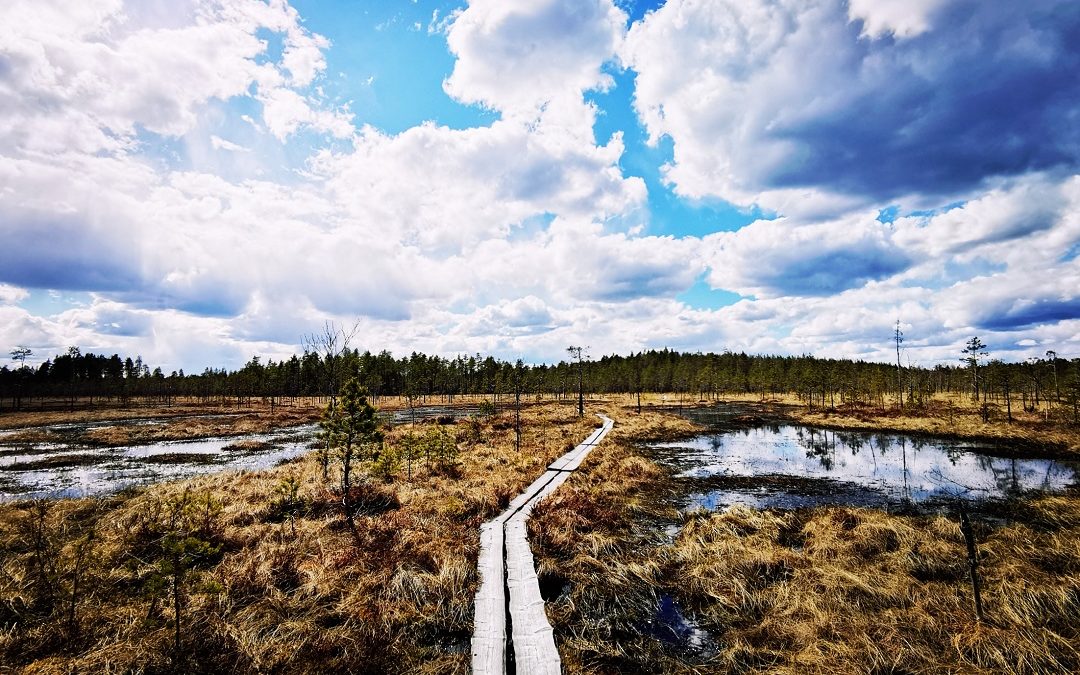 Levollinen yksinvaellus Hirvaan kierroksella Salamajärven kansallispuistossa