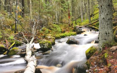 Kauhanevan-Pohjankankaan kansallispuisto – retkeilyä satumaisessa purolaaksossa ja kauniin suoluonnon keskellä