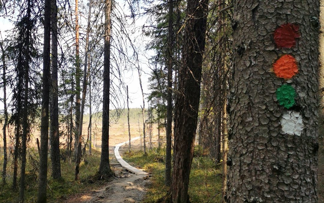 Tulijärven polun patikka keväisessä Pyhä-Häkin kansallispuistossa